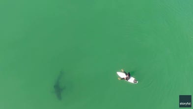 Drone warning helps surfer escape shark circling his surfboard near California beach
