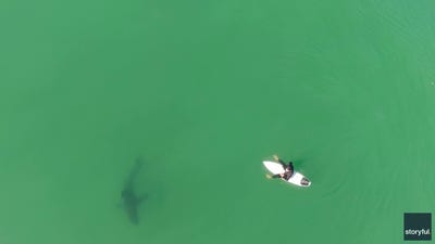 Drone warning helps surfer escape shark circling his surfboard near California beach