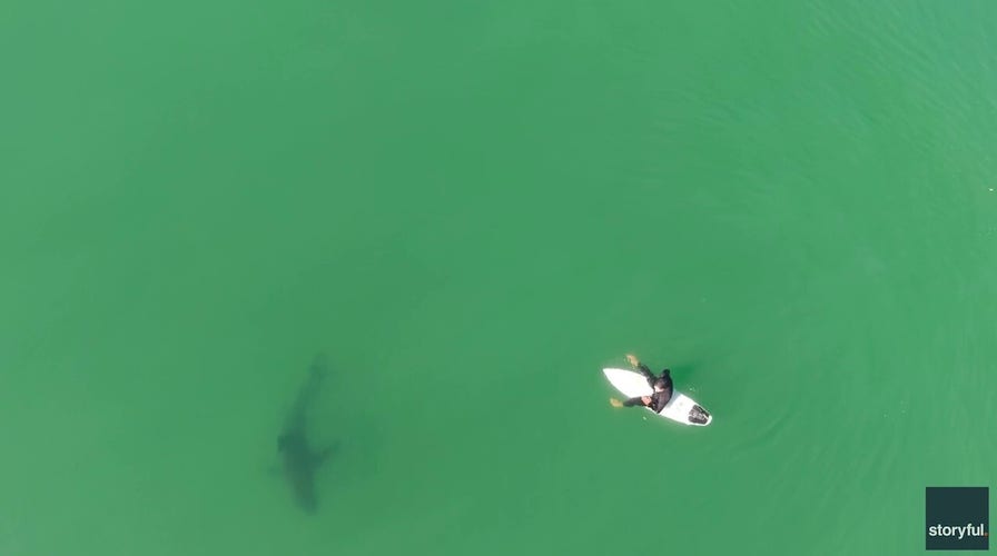 Drone warning helps surfer escape shark circling his surfboard near California beach