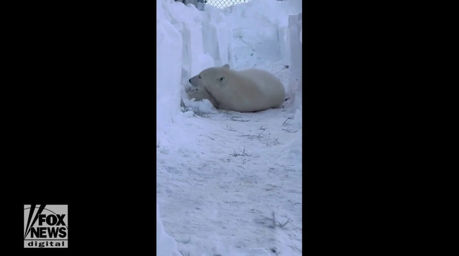 Polar bear seen rolling around his new home: Watch the adorable video