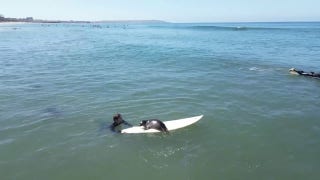 California surfers get surprise visit from baby seal - Fox News