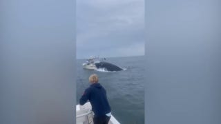 Breaching whale capsizes boat in New Hampshire - Fox News