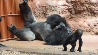 Baby gorilla takes first steps in sweet moment caught on camera - Fox News