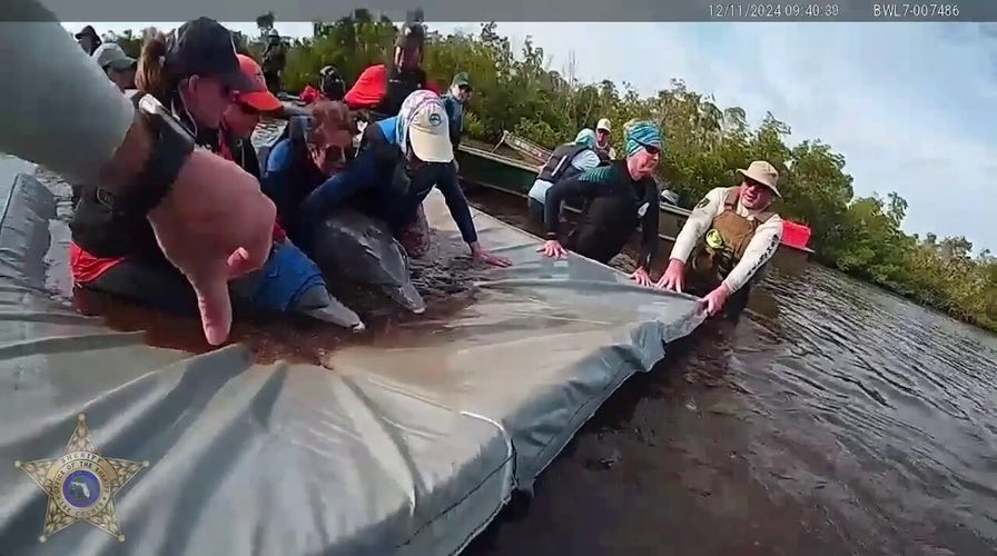 Florida officials rescue dolphins stranded in shallow lagoon