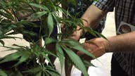 Marijuana could help Native American tribe in Oregon