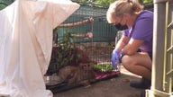 Several sloths rescued from Florida attraction