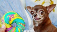 Tiny Chihuahua, huge social media following