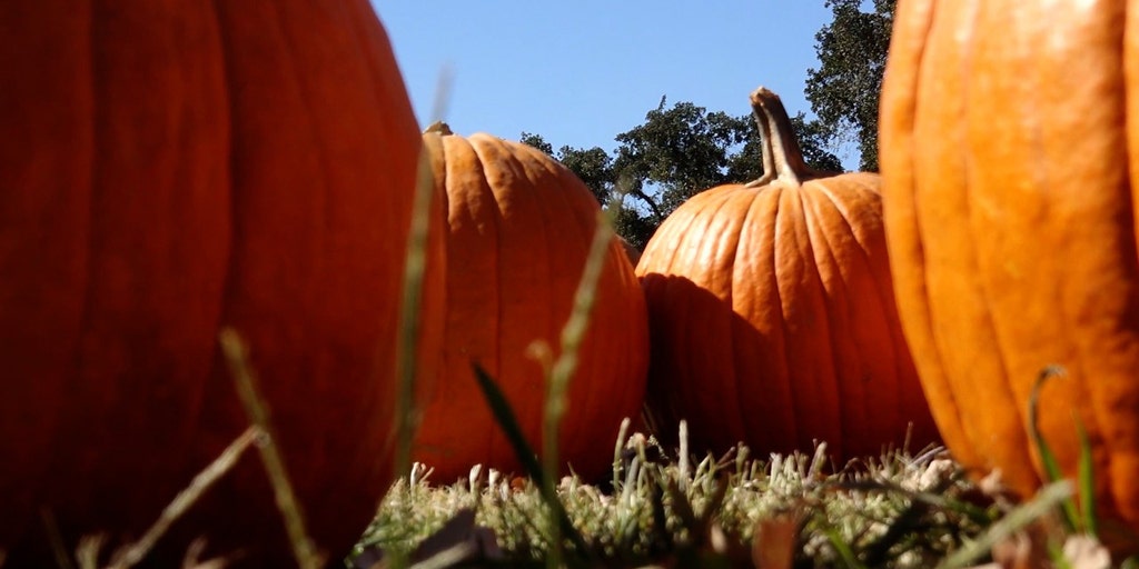 National pumpkin shortage Fox Business Video