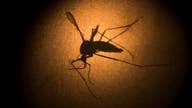 U.S. government falling short in its response to Zika?