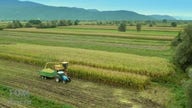 Mike Rowe dives into the process behind corn production