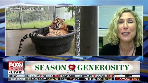 Humane Society responds after big cat bill passes the Senate