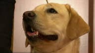 Labs top most popular dog breed list