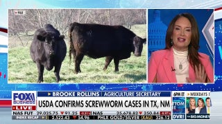 Agriculture Secretary Rollins addresses screwworm outbreak