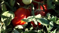 Farmers warn ketchup, salsa, pasta sauce and other tomato products could soon be in short supply