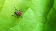 Doctor: How Lyme disease mirrors coronavirus 