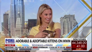 NYC rescue organization urges animal lovers to adopt adorable family kittens