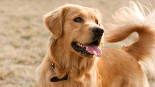 Mall becomes pet-friendly to attract more shoppers  - Fox Business Video