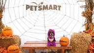 Pet parents will spend big bucks this Halloween