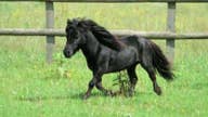 Southwest Airlines welcomes miniature horses onboard as service animals