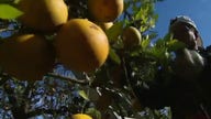 Florida's orange crop dwindling due to a disease with no cure