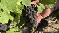 Wine industry is expanding in this rural Georgia town