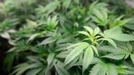 Marijuana taxes too high for California pot growers