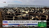 CDC begins testing cows for bird flu before transportation, consumption