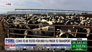 CDC begins testing cows for bird flu before transportation, consumption - Fox Business Video