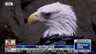 Eagle expert shares how he helped the bald eagle fly into its rightful place as national bird - Fox Business Video