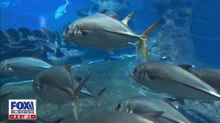 Captain Vanderpol’s concerns grow over acquiring enough yellowfin tuna - Fox Business Video