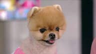 Celebrity dog Jiffpom that holds the record for most Instagram followers for an animal