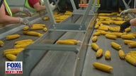 Do you know how many grocery store items contain corn?
