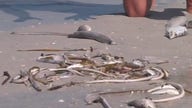 Red tide slams Florida businesses