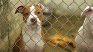 Coronavirus inspires Americans to foster, adopt shelter animals