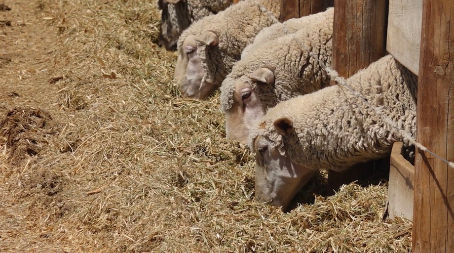 Wool Farmers Struggle as Trade War Cuts Off China Market