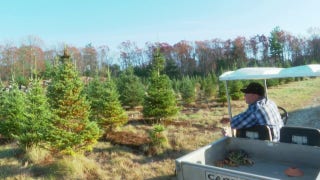 Northeast drought may cause spike in Christmas tree costs in future holiday seasons - Fox Business Video