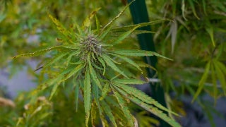 Fox News Sunday - Sunday, October 8 - Fox News