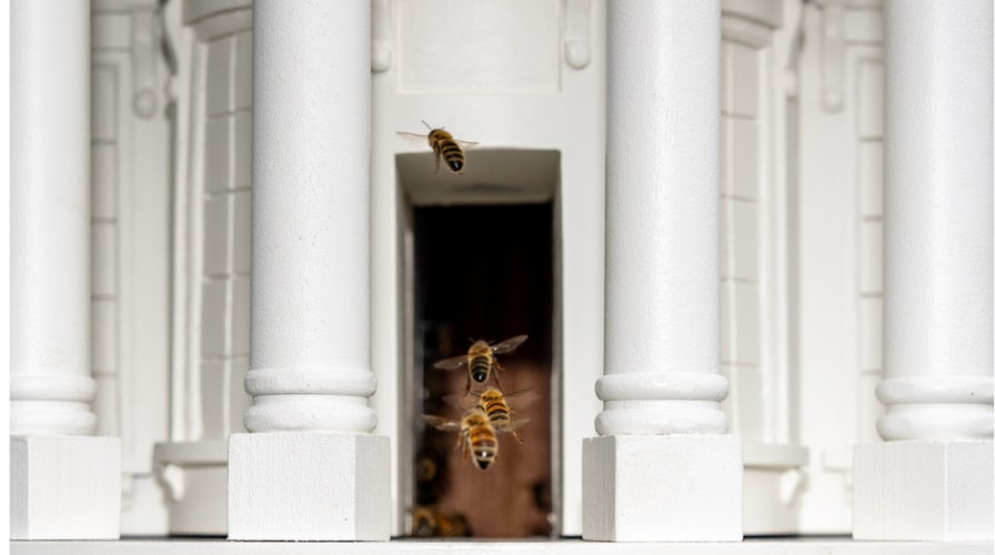 The Ingraham Angle - Friday, April 24