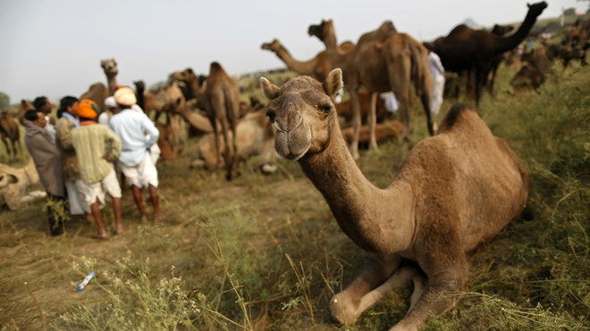 Camels_Reuters.jpg