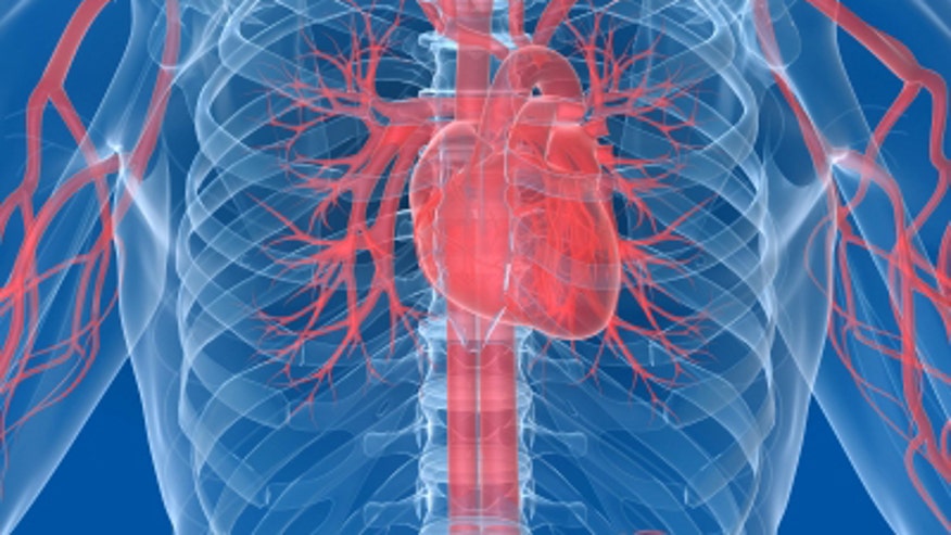 cardiovascular_system.jpg