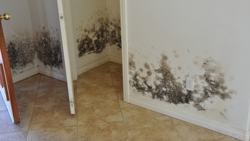 Expert Advice to Prevent and Remove Household Mold