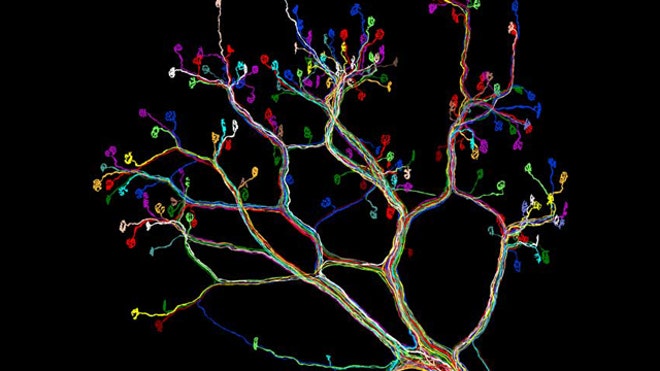 Diagram The C Elegans Wiring Diagram Is A Network Of