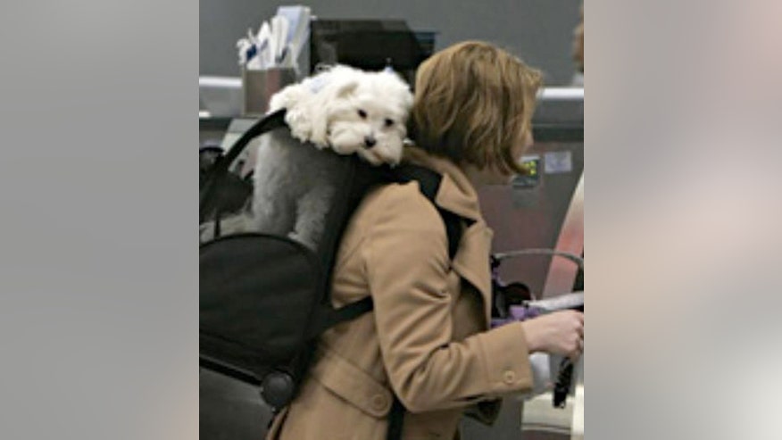 dogflightap.jpg