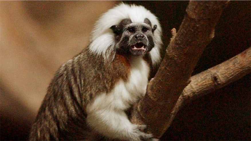 tamaridmonkey.jpg