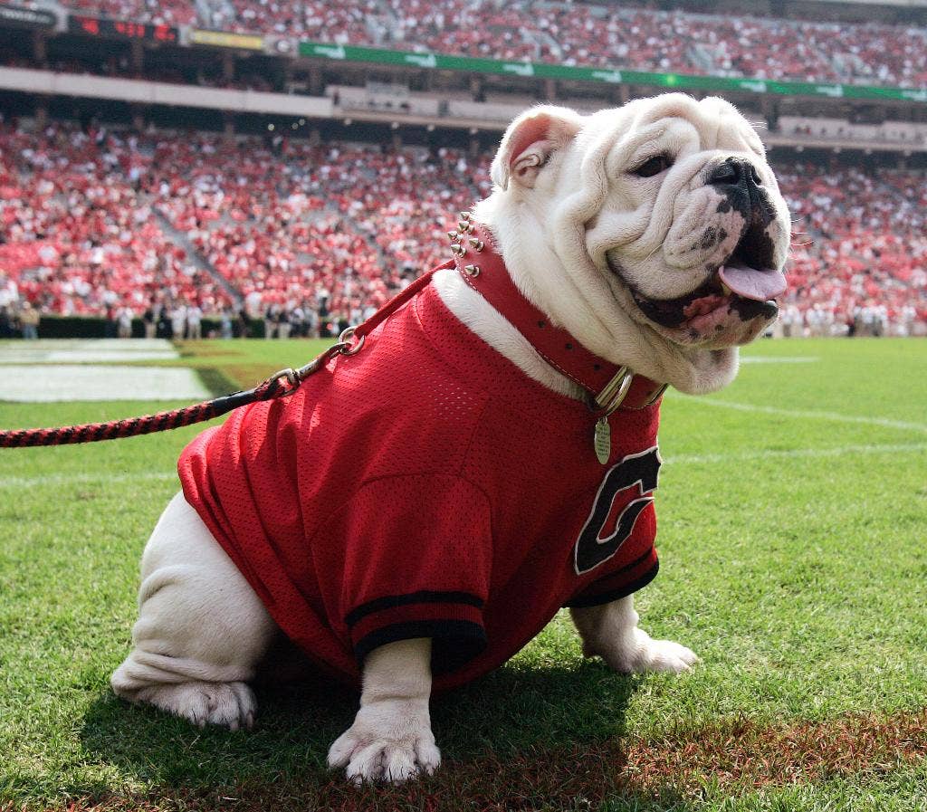 Rating the nation: Georgia's Uga is top dog among college football's ...