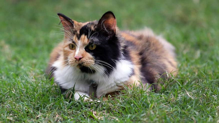 Texas General Land Office announces calico kitty named Bella new ...