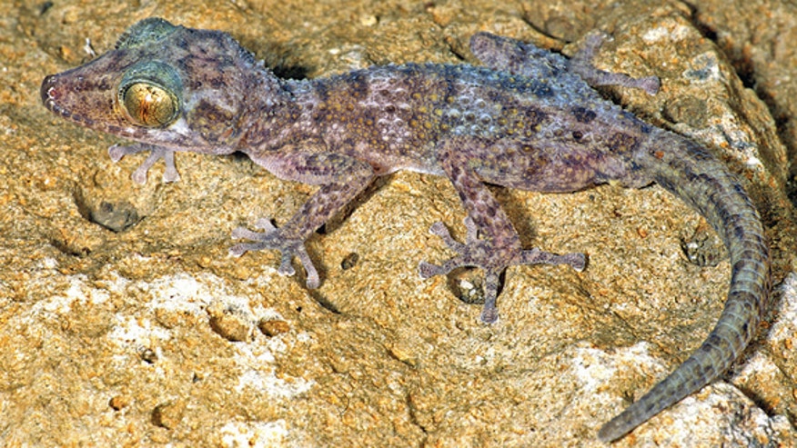 new-gecko-madagascar
