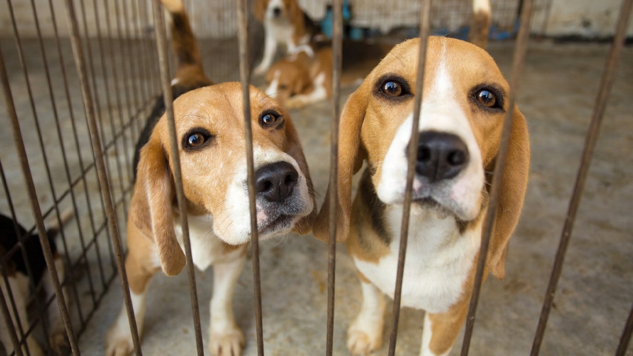 4,000 Beagles Rescued From Research Find Loving Homes