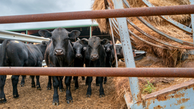 Beef prices surge as industry faces deepest livestock slump in decades - Fox Business News