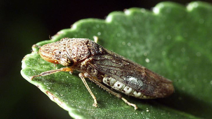 Costco says insect on plants sold could threaten vineyards and citrus trees - Fox Business News